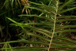 Pteris vittata