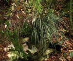 Vittaria volkensii