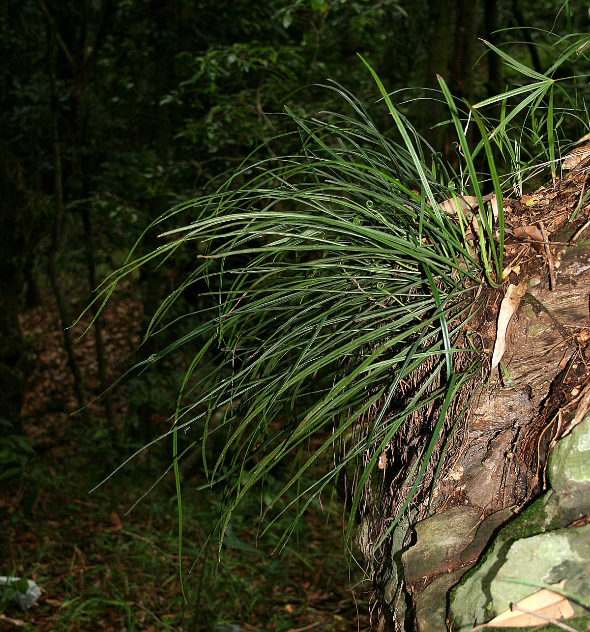 Vittaria volkensii