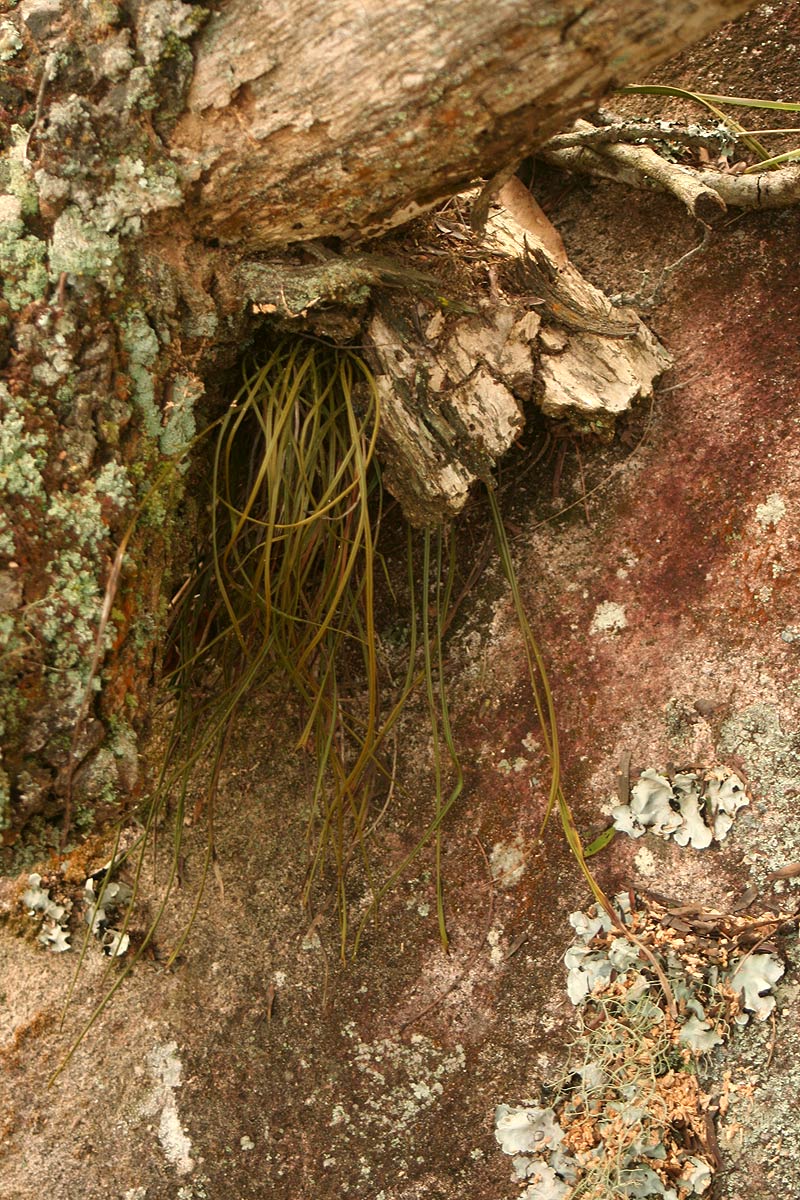 Vittaria volkensii
