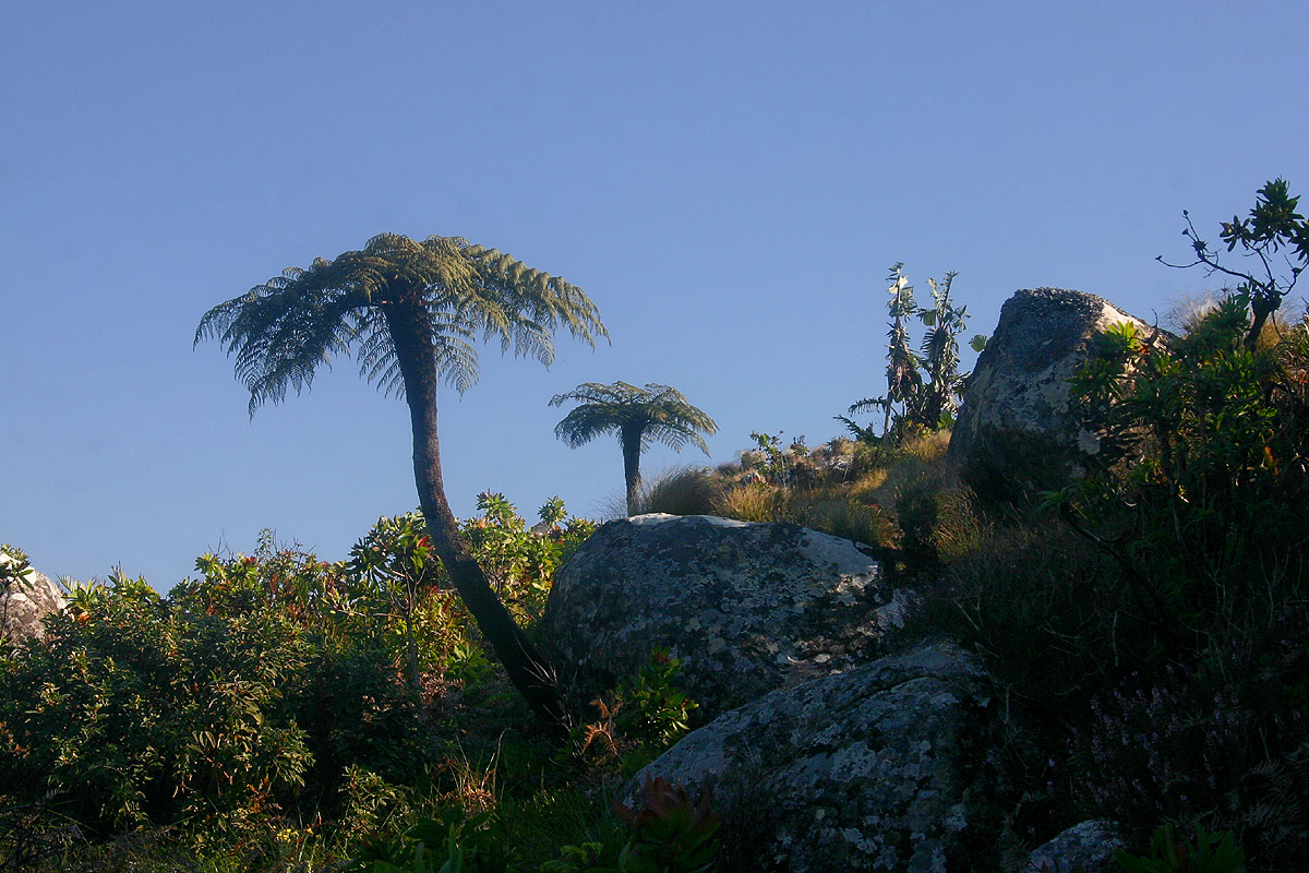 Cyathea dregei