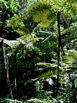Cyathea manniana