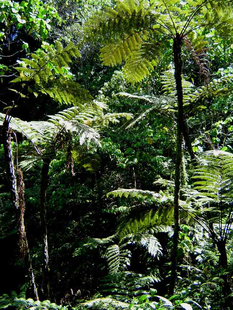 Cyathea manniana
