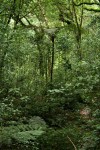 Cyathea manniana