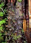 Cyathea manniana