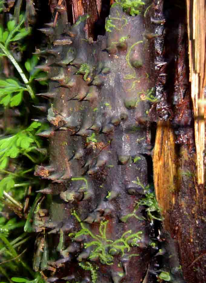 Cyathea manniana