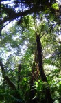 Cyathea manniana
