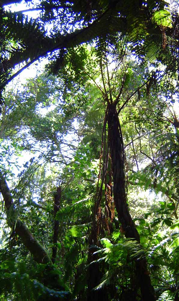 Cyathea manniana