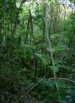 Cyathea manniana