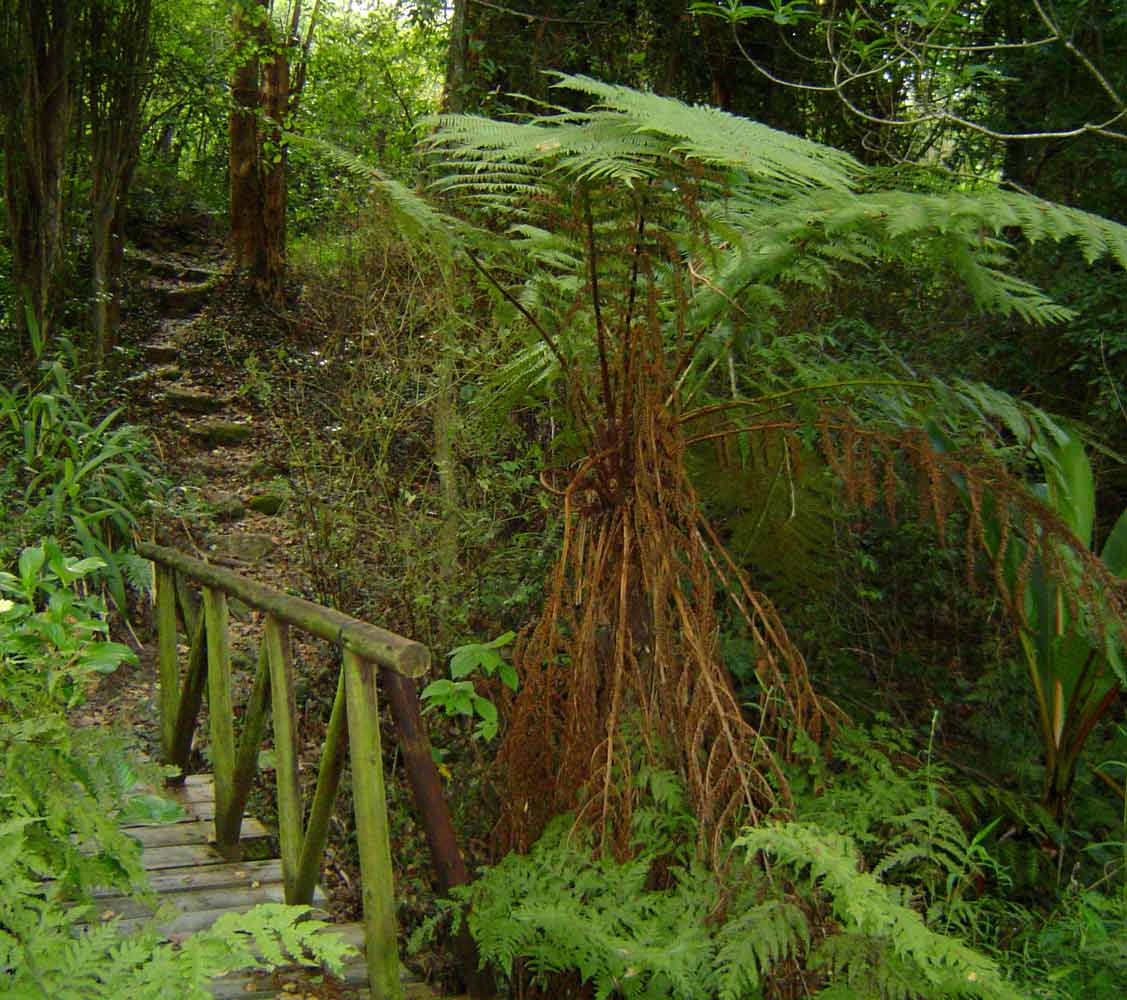 Cyathea thomsonii