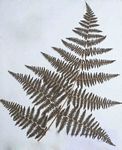 Pteridium aquilinum subsp. capense