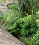 Pteridium aquilinum subsp. capense