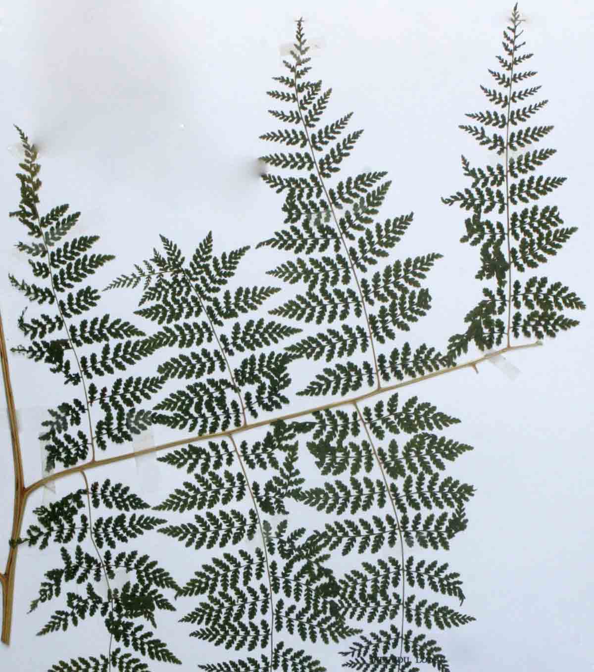 Hypolepis sparsisora