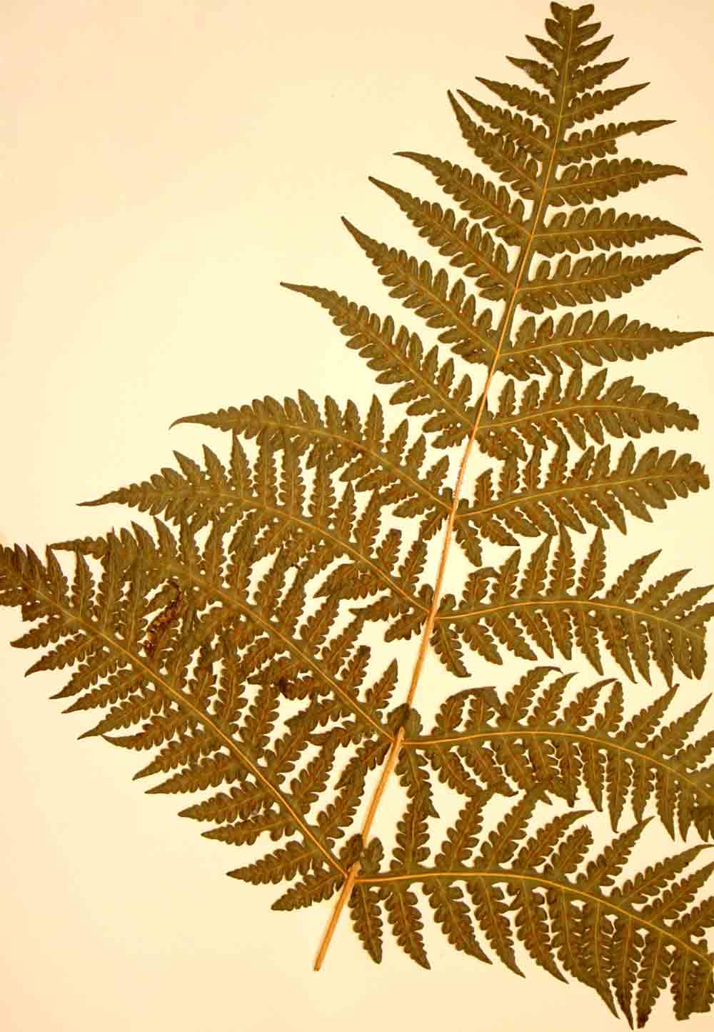 Blotiella glabra