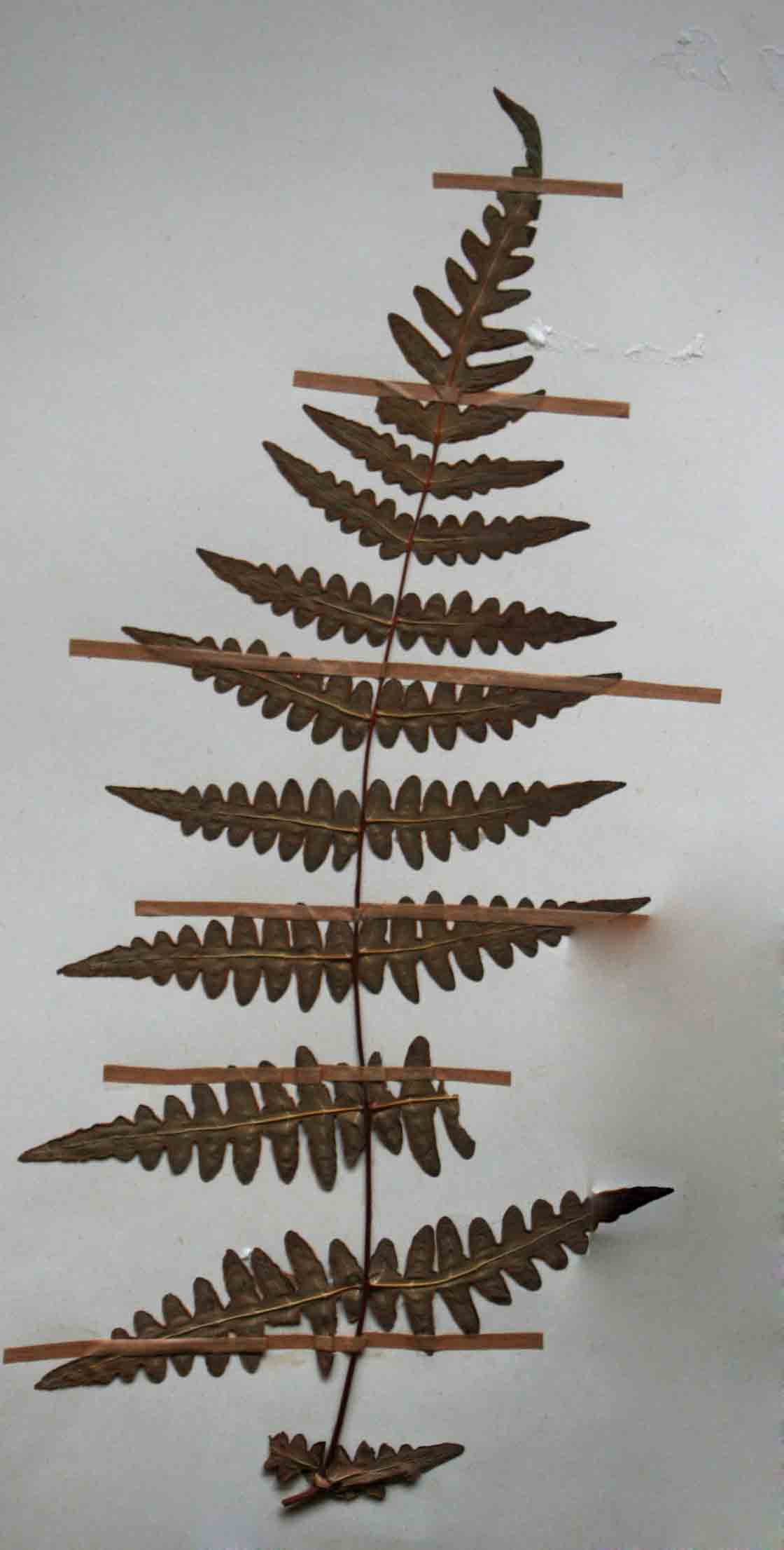 Histiopteris incisa