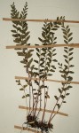 Lindsaea odorata