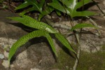 Microsorum scolopendria