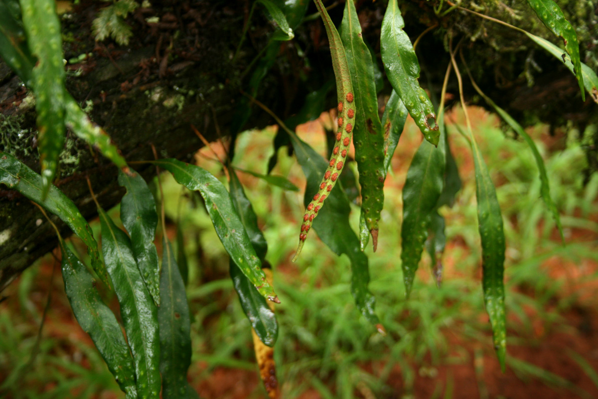 Pleopeltis macrocarpa