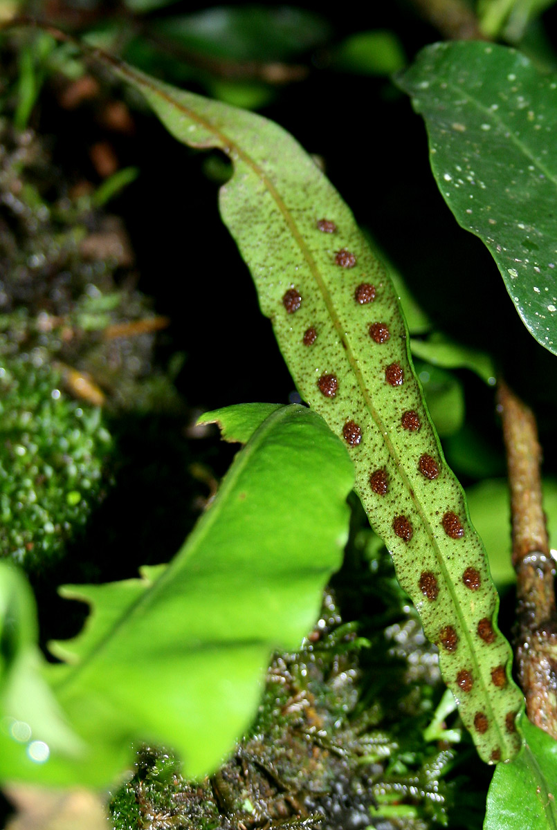 Pleopeltis macrocarpa