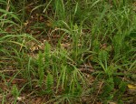 Nephrolepis undulata
