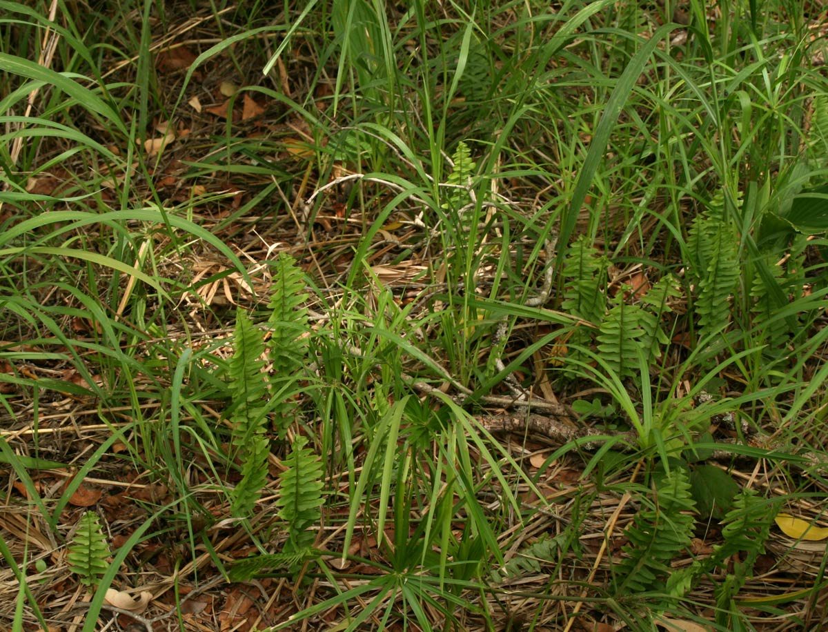 Nephrolepis undulata