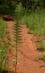 Nephrolepis undulata