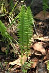 Nephrolepis undulata