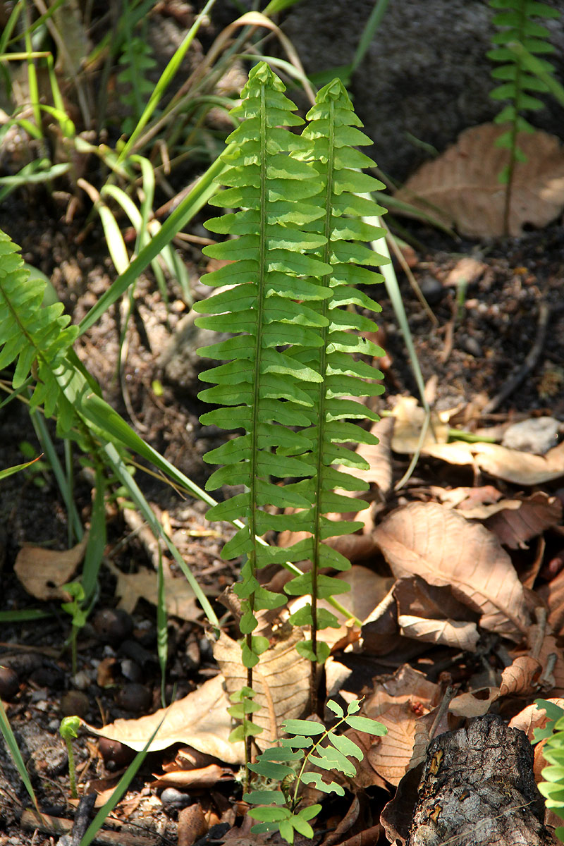Nephrolepis undulata