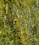 Thelypteris confluens