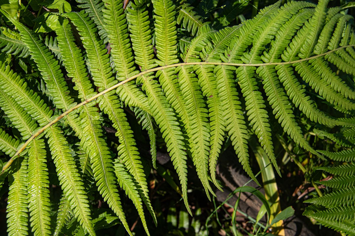 Christella gueintziana