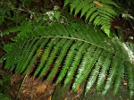 Didymochlaena truncatula
