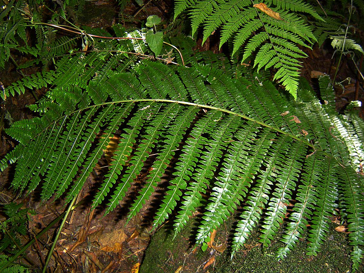 Didymochlaena truncatula