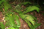 Ctenitis cirrhosa