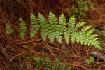 Athyrium schimperi