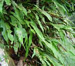 Oleandra distenta