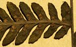 Arthropteris monocarpa