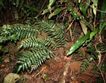 Lomariopsis warneckei