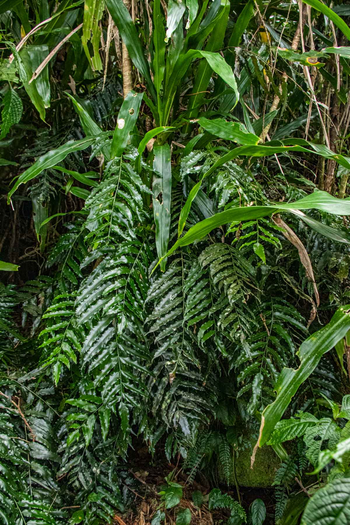 Lomariopsis warneckei