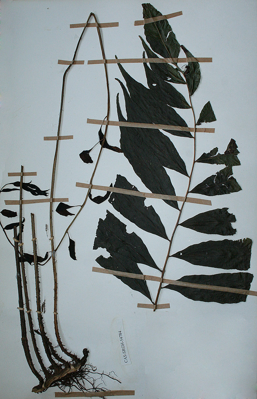 Bolbitis gemmifera