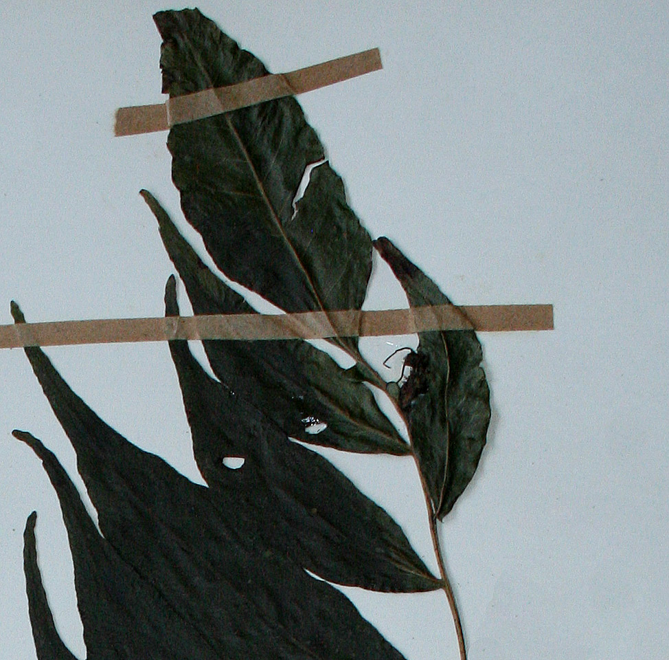 Bolbitis gemmifera