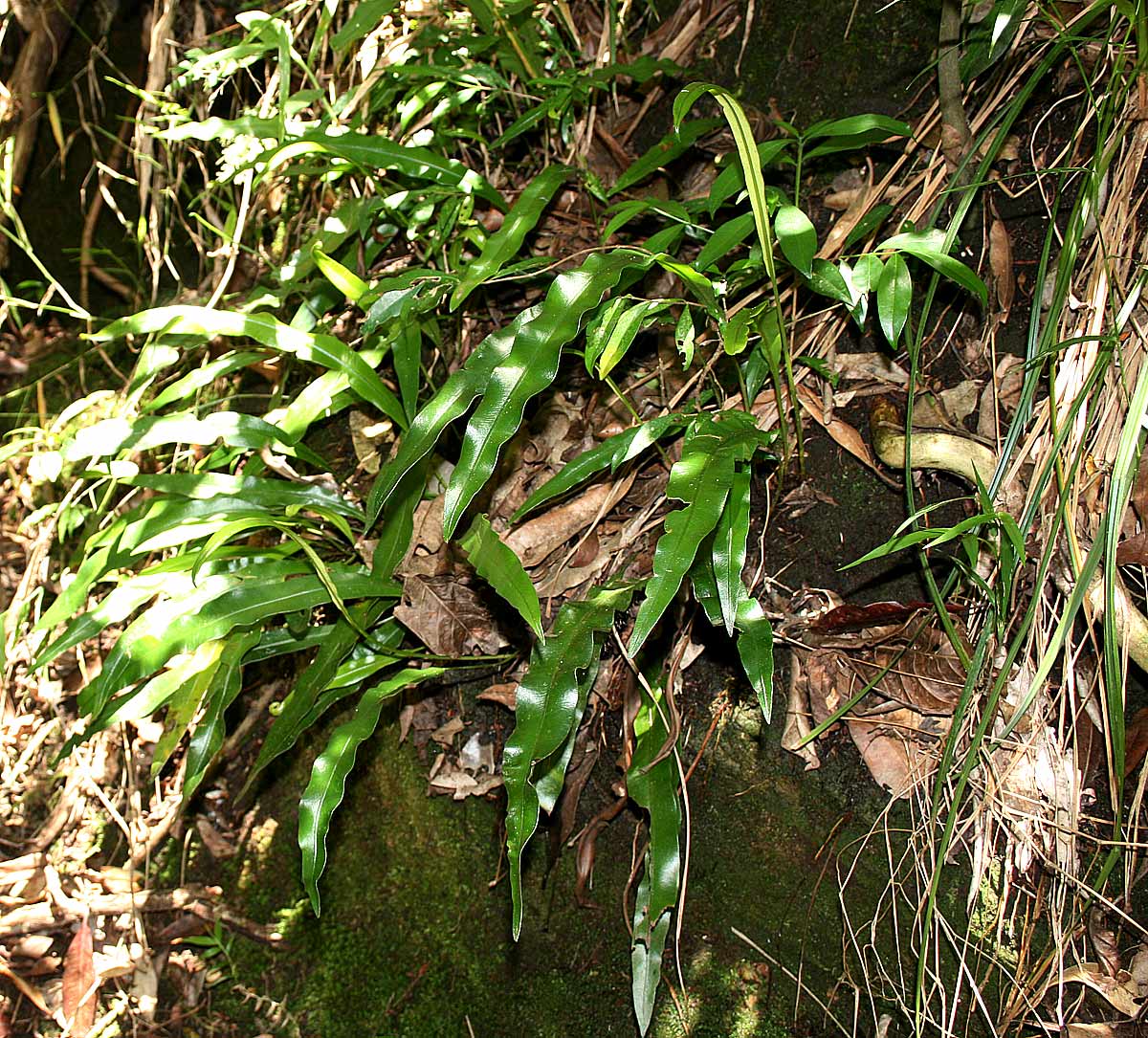 Elaphoglossum acrostichoides