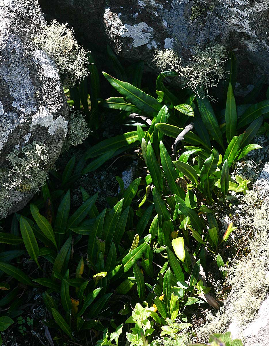 Elaphoglossum acrostichoides