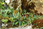 Elaphoglossum acrostichoides