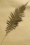 Blechnum attenuatum