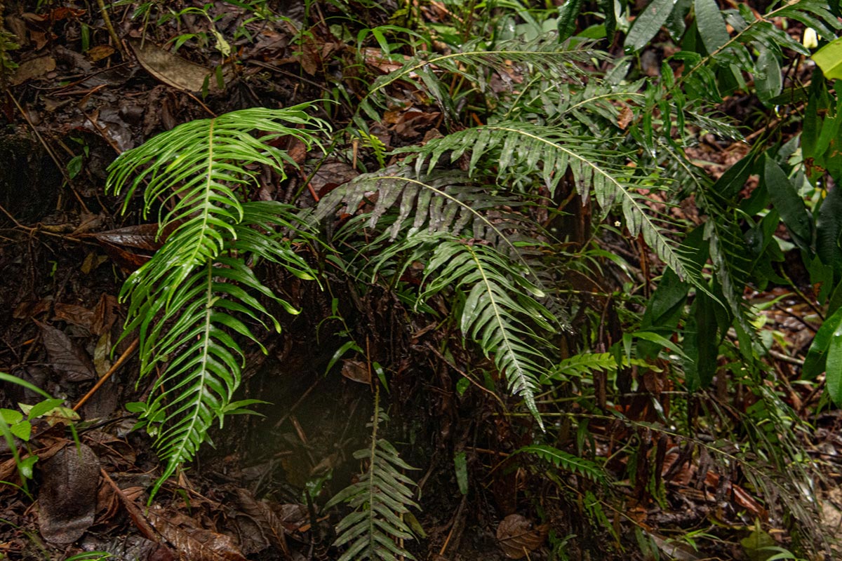 Blechnum attenuatum Blechnum attenuatum
