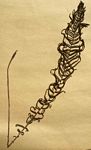 Blechnum attenuatum