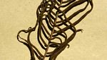 Blechnum attenuatum