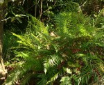Blechnum attenuatum