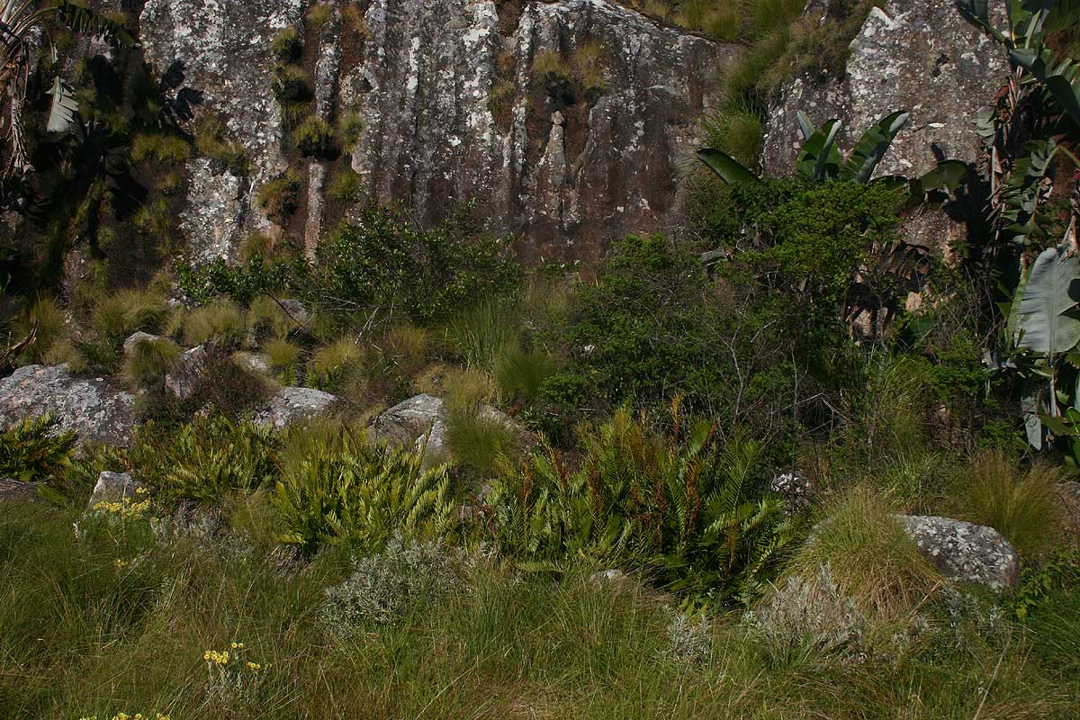Blechnum tabulare