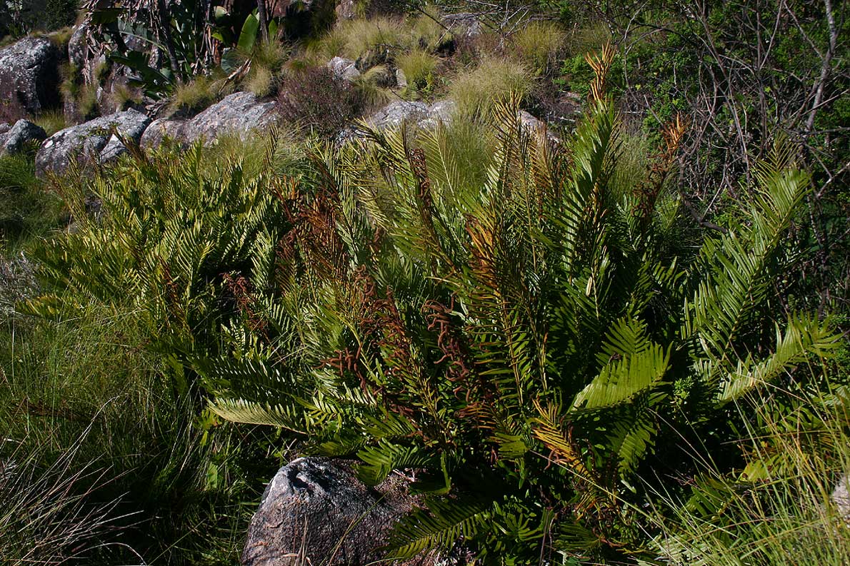 Blechnum tabulare